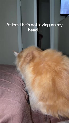 Waking Up to Cat Hair: A Daily Adventure