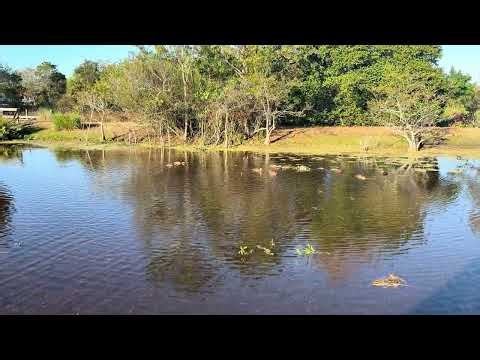 Wildlife Drifting Through a Floridian Lake | 4K Nature Film