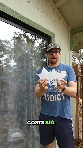 How to stop birds from hitting your window 🪟