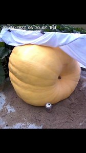 Giant Pumpkin Time-lapse: 700lbs and Growing 49lbs Daily!