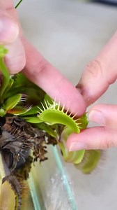 Feeding a venus flytrap human blood