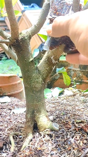 1.6K views · 216 reactions | Multiply plant  Air layering tehnique...殺 #bonsai #bonsaitree #gardening | Taufik Walhidayat | Facebook