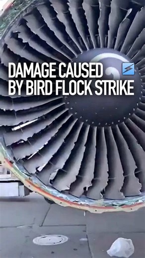 Shows how devastating for a plane engine a bird flock strike is This is why they paint eagle eye on the turbine – didn’t help this time though #birdstrike #plane