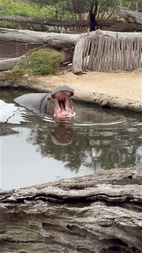 Das Rätsel um das Flusspferd