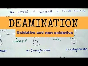 Deamination | Oxidative and non-oxidative deamination