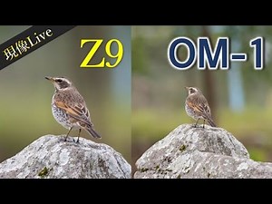 【現像Live】OM-1 / Z9 超望遠撮影データ