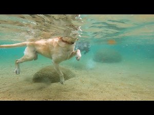 How Labradors Swim Underwater