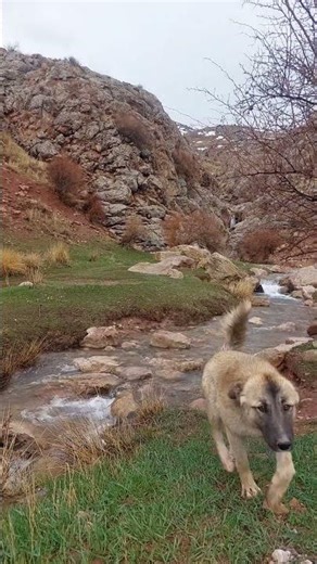 Crossing the river, one step at a time 🐾💧#nature#dogs#viral#river#water#peace#beautiful