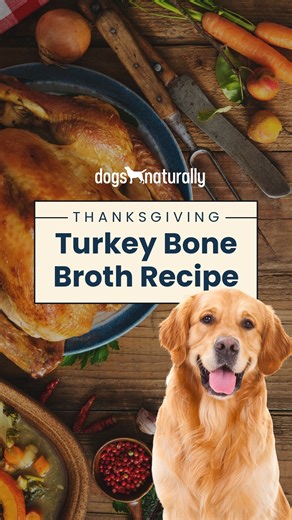 🍂✨ Transform your Thanksgiving leftovers into a nourishing treat for your dog! Try this Thanksgiving Turkey Broth recipe: 👩‍🍳 Ingredients: Turkey carcass 1-2 beef marrow bones 4-6 chicken feet 2-4 cloves garlic Optional Extras: turmeric root, ginger root, shiitake mushrooms, kelp or dulse Water 3-4 Tbsp organic apple cider vinegar Instructions: Toss everything but veggies into a crockpot and top with water. Simmer on high for 1 hour, then on low for 24 hours. Strain to remove bone pieces. Pou
