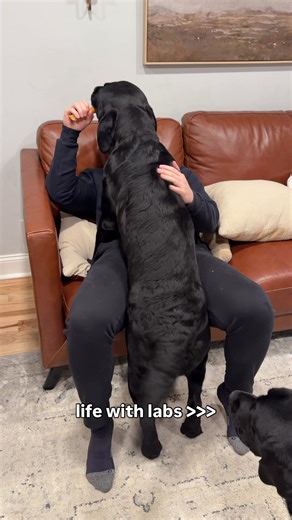 5 Reasons Why Black Labs Are the Best Companions