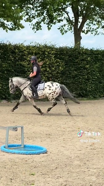 Mister-Xheem: Equestrian Adventures with Appaloosas