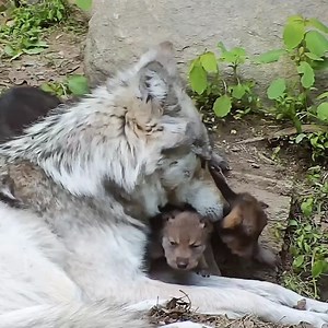 278K views · 65K reactions | Wolves are kind. Wolves are loving. Wolves are generous. Be like a wolf  | Wolf Conservation Center | Facebook