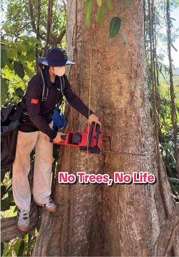 The Importance of Trees for Our Ecosystem