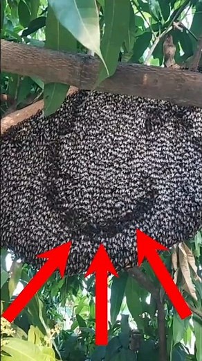 Shimmering Waves: The Honeybee Secret Defense That Will Leave You Speechless