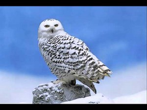 54 Owl, Snowy Female bark call, bill snap