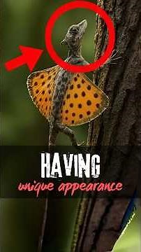 Top 3 Animals So Deformed