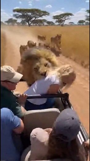 lion attack in safari jeep #Wildlife #LionessAndCub #SafariMagic #HeartTouching #UnexpectedMoment #AnimalConnection #SafariAdventure #NatureViral #WildEncounters #4KFootage #RealNature #TrendingWildlife #ExplorePage #USAReels #AnimalKingdom #UnbelievableMoments #DocumentaryStyle | Throne Wars Legends