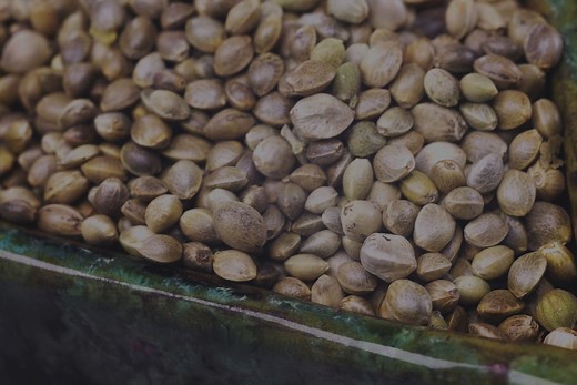 Buy Marijuana Seeds in California - Pacific Seed Bank