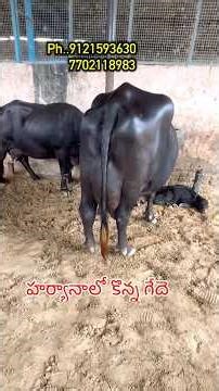 హర్యానా గేదెలు. హైదరాబాద్ రాజమండ్రి వెళుతున్నాయి