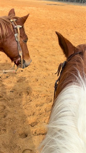 Magnolia Farm on Reels