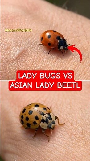 Ladybug vs Asian Lady Beetle 🐞