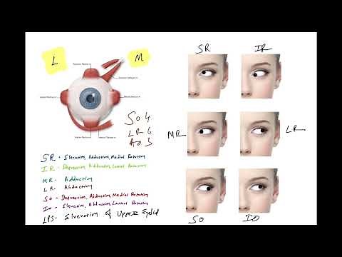 Understanding the Extrinsic Muscles of the Eye: Functions and Anatomy