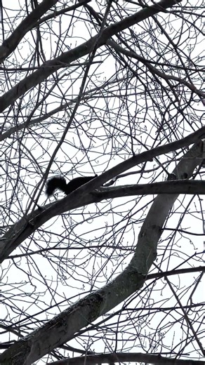 Ágil y rápida, así es esta ardilla negra #squirrel #wildlife #amazing