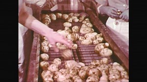 UNITED STATES: 1960s: hand pick up potatoes from machine. Conveyor belt. Potato peeling machine.