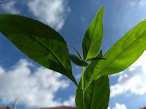 Andrographis Paniculata - Dosage, How To Use and Side Effects