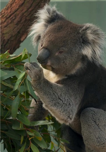 Ever seen a koala walk before? 🐨 🌴 #koala#australia#animals#wildlife##foryou
