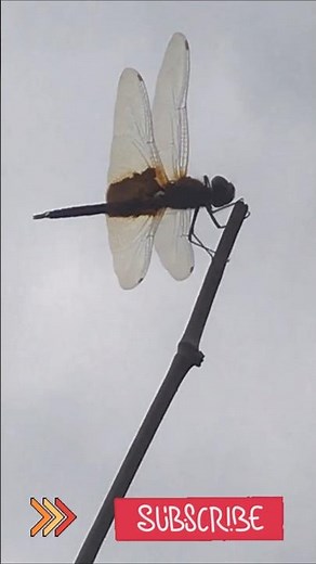 Dragonflies in Flight – What Are They Really Doing?| Mysterious Animals Around Us