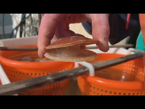 Farming scallops in Maine