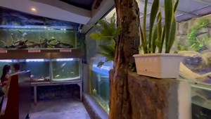 212 reactions · 30 shares | What's inside Aquarium Cafe & Lounge? Check this quick tour ❤朗 Come and enjoy the food and ambience.殺 | Aquarium Cafe & Lounge | Facebook