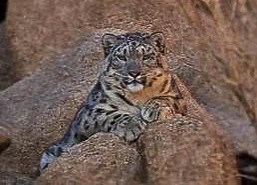 Mongolia: A great destination for Snow Leopard