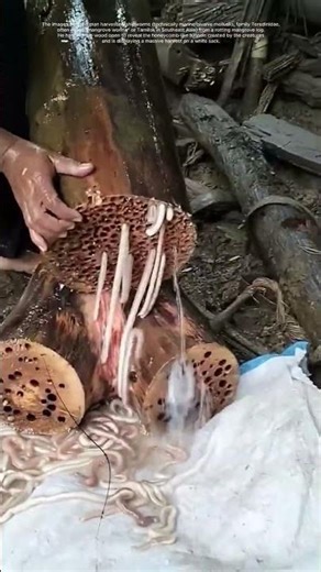 Harvesting Giant Shipworms: The Ultimate Jungle Survival Food