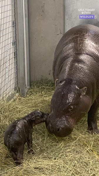It's a boy! Michigan zoo welcomes adorable newborn pygmy hippo calf