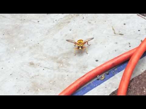 Hoverfly News Bee Mimics the Yellowjacket