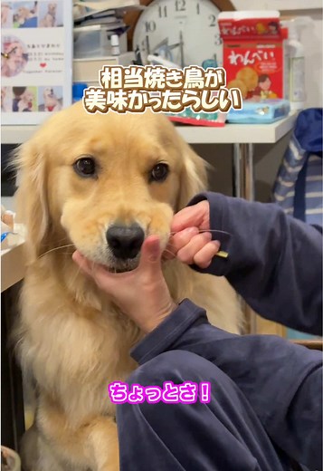 ゴールデンレトリバーが焼き鳥を大喜びする瞬間｜犬の食いしん坊動画