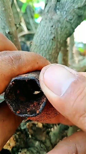 🌱A simple way to creatively graft hibiscus trees🌱 #PlantPropagation #Grafting #AirLayering #GardenTips #PlantGrowth #GreenThumb #HomeGardening #UrbanGardening #GardeningLife #DIYGarden #PlantLovers #GrowYourOwn #NatureVibes #EcoFriendly #SustainableLiving #SaveThePlanet #GreenPlanet #PlantCare #PropagationNation #GardeningCommunity | Siti Nurhayati