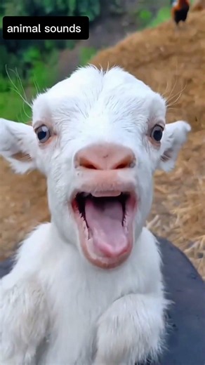 Hilarious Animal Sounds You Won't Believe! 😂 #Shorts #FunnyAnimals #CutePets