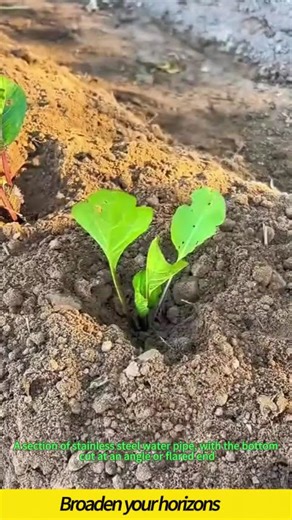 Water pipe rice transplanter #wood #sawblade #machine