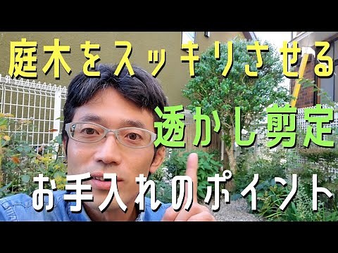 [Garden tree care] Lighten up your garden with openwork pruning ♪ Enjoy autumn flowers too 🌿