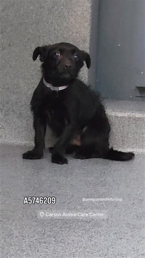 Saving Carson Shelter Dogs on Instagram: "✳️ ✳️ #A5746209 He was found near 200 E. Del Amo Blvd. Carson 🔹Terrier 🔹Male 🔹AGE: 3 years old 🔹ARRIVED: 2025-12-24 🔹STRAY WAIT 🔹ON HOLD UNTIL: 12/29/2025 🔹Carson Shelter - 310-523-9566 for INFO 🔹Mon-Sat 11-5pm, Closed Sunday 🔹216 W Victoria St. Gardena, CA 90248 _______________________________________ 🟣 CAN YOU FOSTER? If you’re in LA, OC, San Bernardino or Riverside County and would like to apply to foster a Carson pup, please complete the on