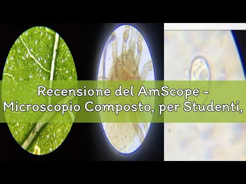 Recensione del AmScope - Microscopio Composto, per Studenti, con Ingrandimento 40X-1000X, Telaio in