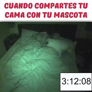 3.6M views · 55K reactions | Crédito @thatpugpablo | Schnauzer del Continente Americano | Facebook