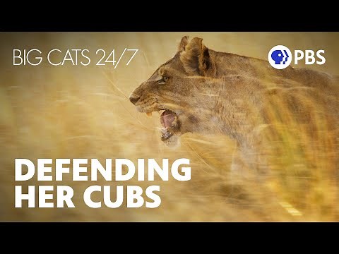 Fierce Lioness Saves Her Cubs Lives | Big Cats 24/7