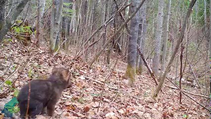 152K views · 9.1K reactions | If only 0.9% of the >377,000 people who follow the project donate $20, we will reach our fundraising goal asap! That is a little more than a cheap bottle of wine, a few cups of coffee, or a one month’s payment for Netflix! So if you enjoy footage like this, please help us out by donating at the link in the comments! | Voyageurs Wolf Project | Facebook