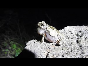 Up Close and Personal Frog Croaking || ViralHog