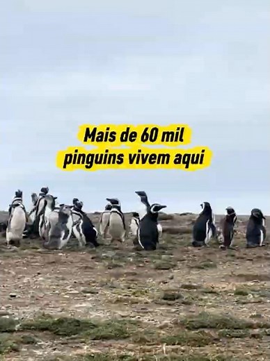 Conheça a Ilha dos Pinguins de Magalhães