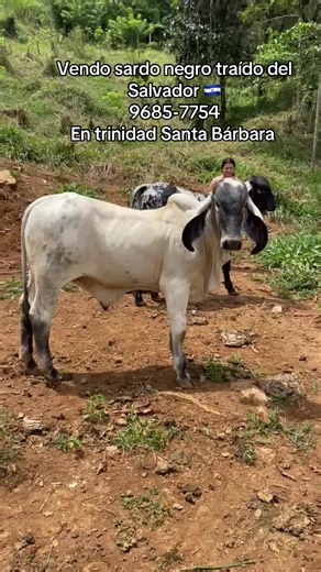 Vendo Sardo Negro traído de El Salvador en Trinidad, Santa Bárbara